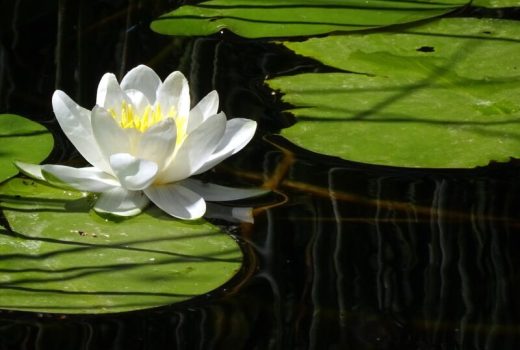 water-lily-5136593_1280